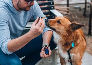 man giving cbd to his dog